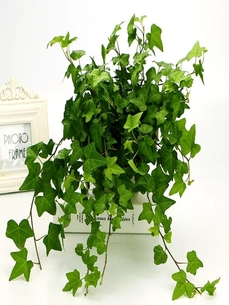 江北植物出租服务好