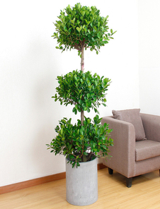 宁波余姚绿植租赁专业，打造清新办公生活环境