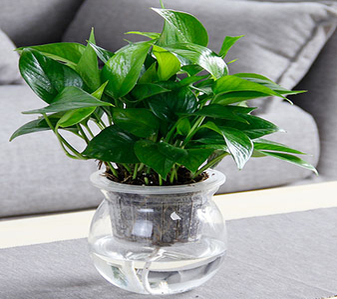 宁波鄞州绿植租摆专业