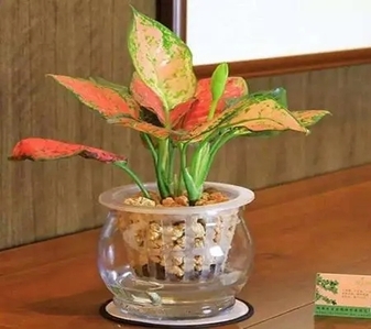 宁波杭州湾盆景租摆哪家好