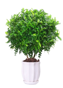 宁波杭州湾植物出租专业 宁波杭州湾植物出租专业