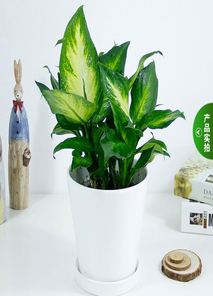 宁波慈溪植物租赁，实惠之选点亮绿色办公生活